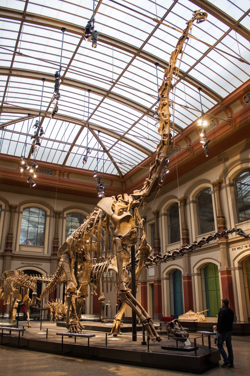 Giraffatitan-Museum-fur-Naturkunde